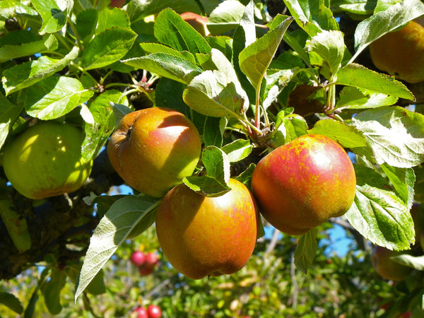 Ellis Bitter Apple (Spring 2027)