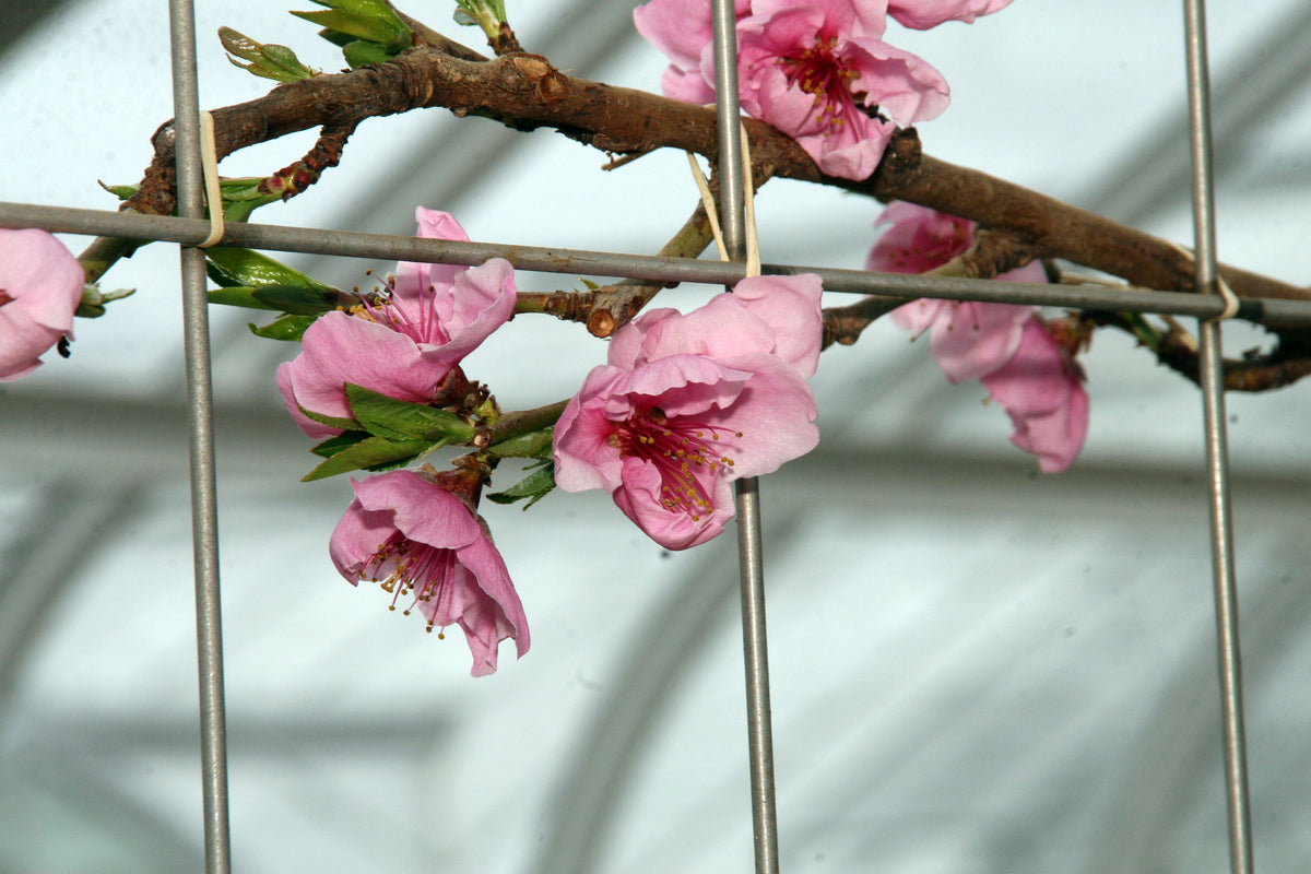 Red Gold nectarine in bloom, trained on a wire trellis at Longwood Gardens