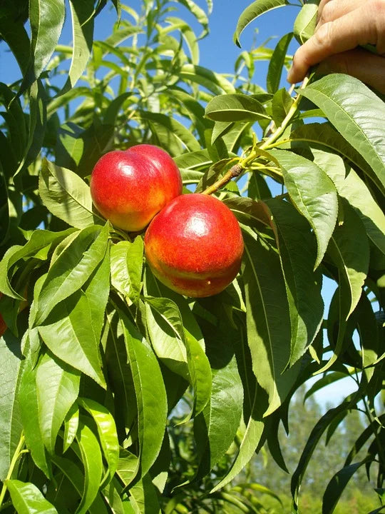 Red Gold nectarines ripening on the branch