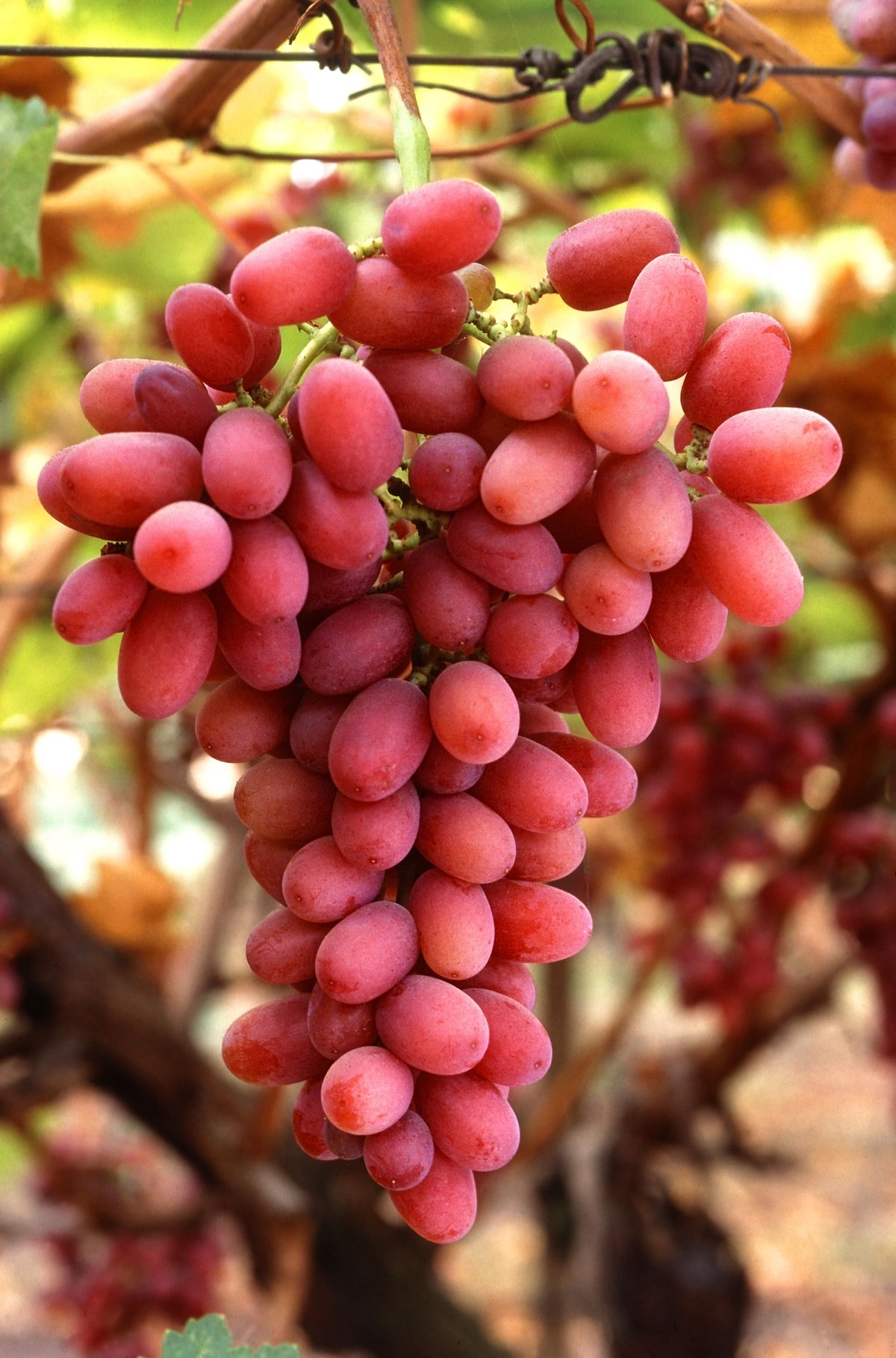 Representative photo of a ripe red grape cluster on the vine, not Swenson Red itself