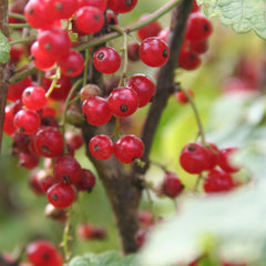 Red Lake Currant (Bundle of 2)