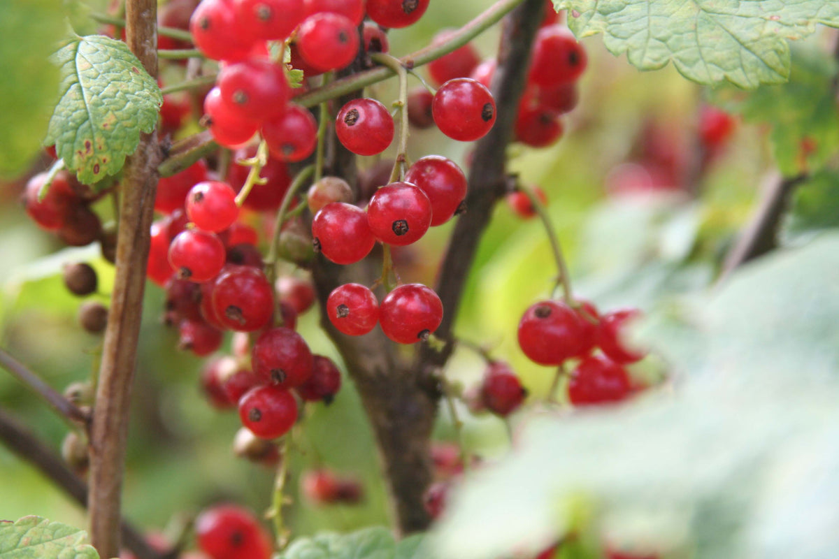 Clusters of ripe Red Lake currants on the bush