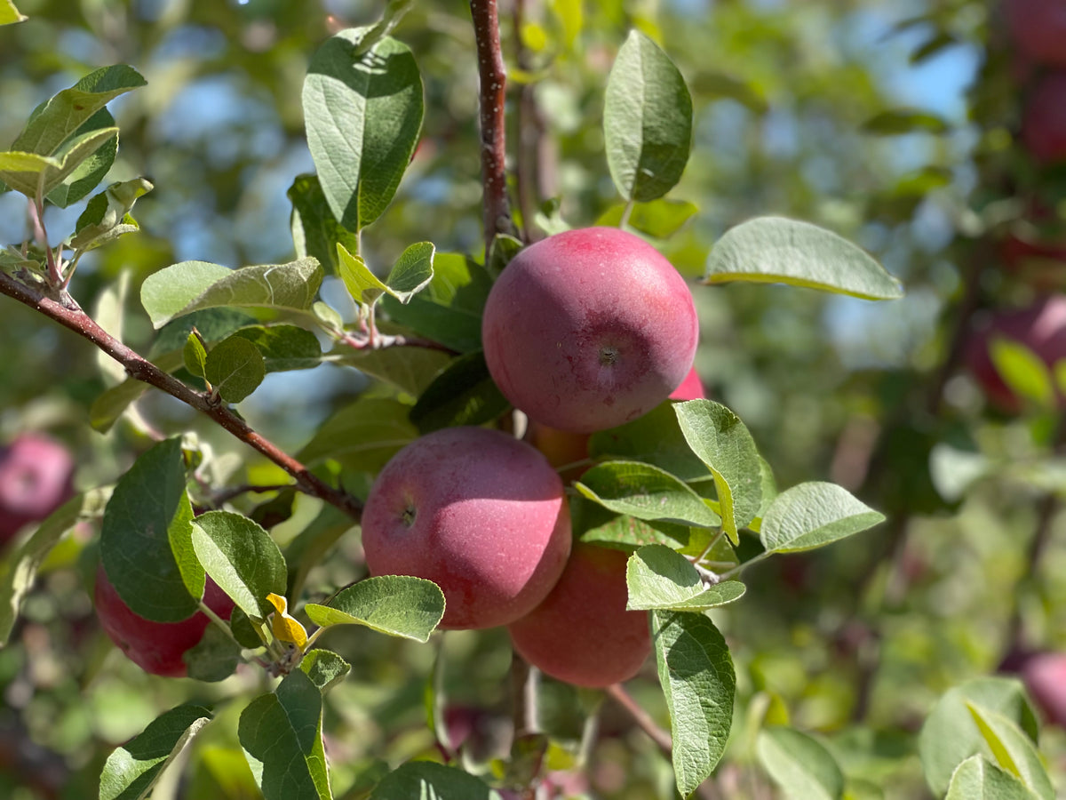 Red McIntosh apples ripening on the branch