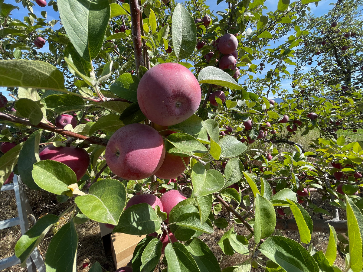 A Red McIntosh apple tree loaded with fruit