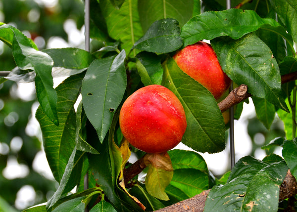 Red Gold Nectarine (Spring 2027)
