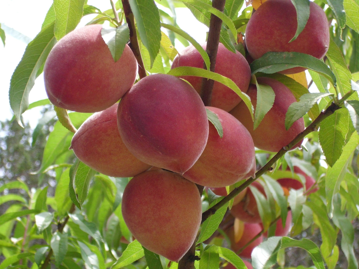 Representative photo of mostly red peaches on the tree, not Redstar itself