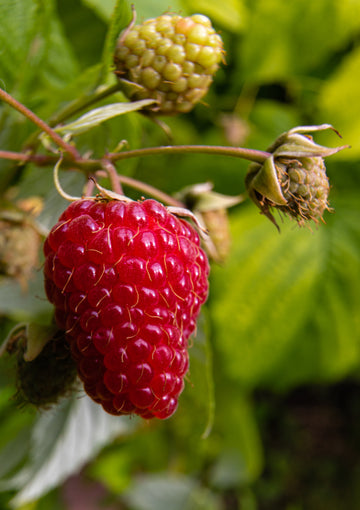 Representative photo of a ripe red raspberry on the cane, not Boyne itself