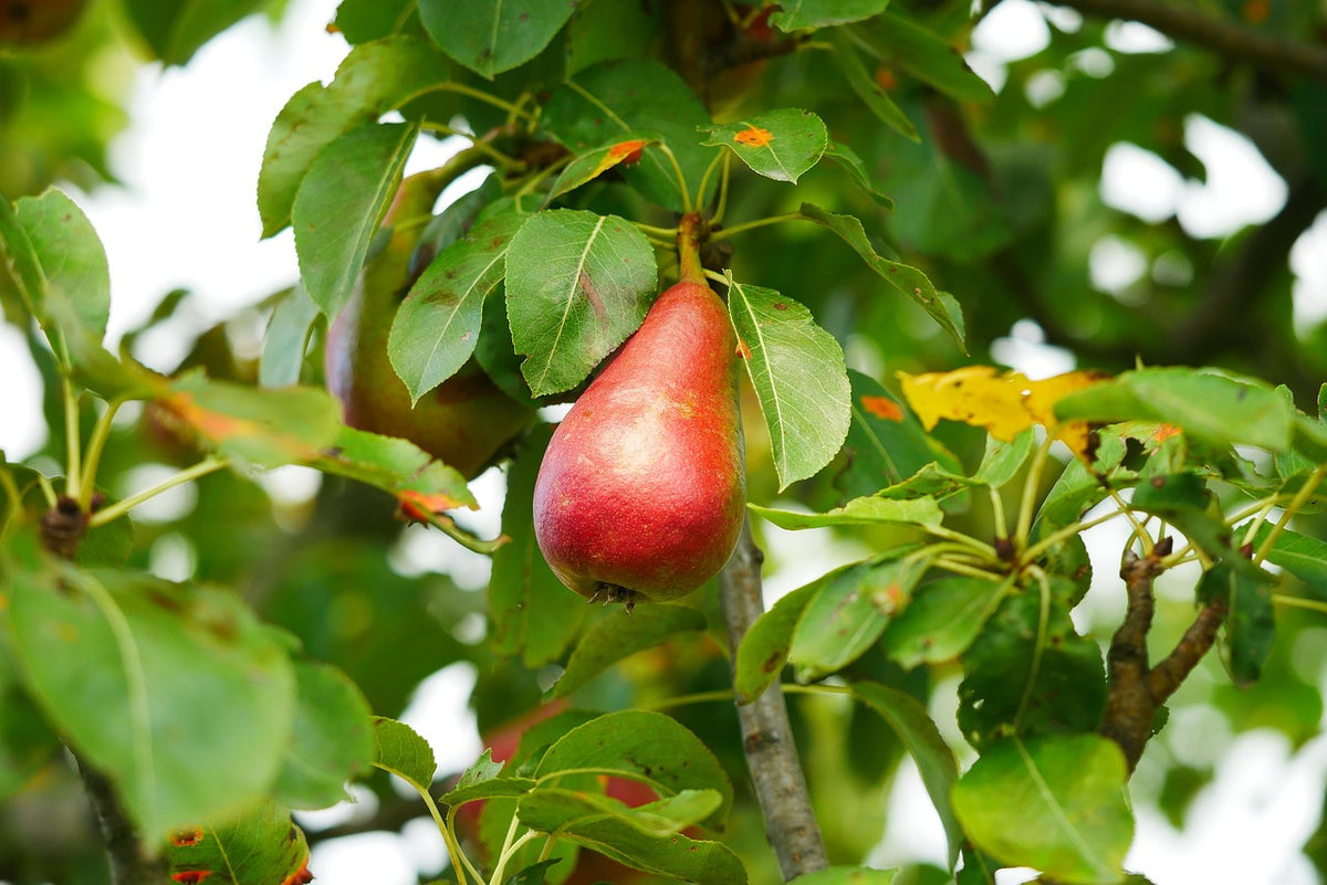 A Red Sensation Bartlett pear ripening on the branch