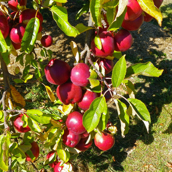 Representative photo of red apples on the tree, not Red Sparkle itself