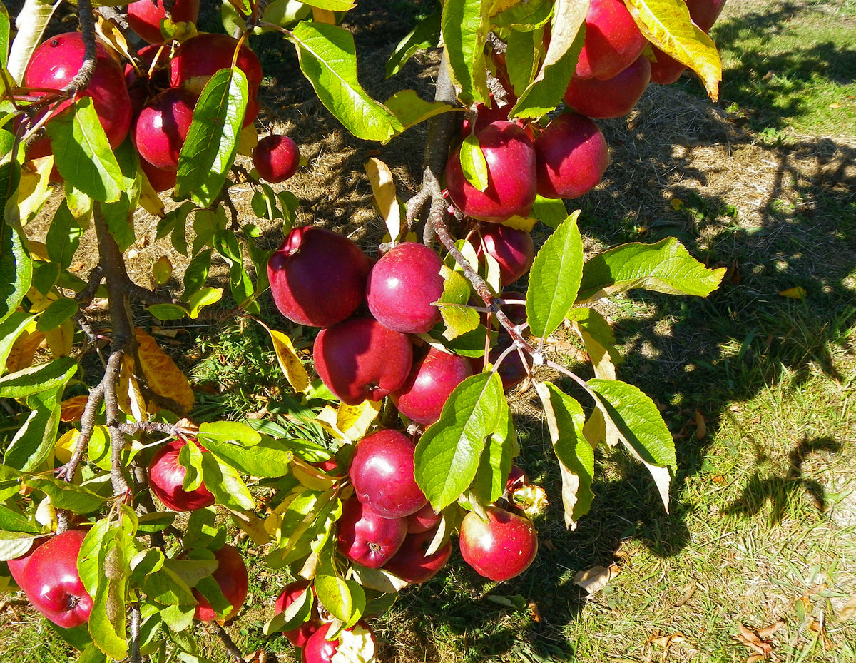 Representative photo of red apples on the tree, not Red Sparkle itself