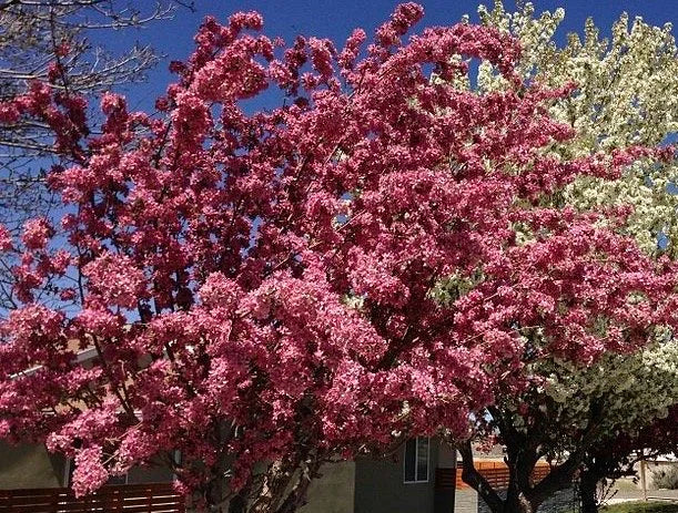A Red Splendor crabapple in full pink bloom