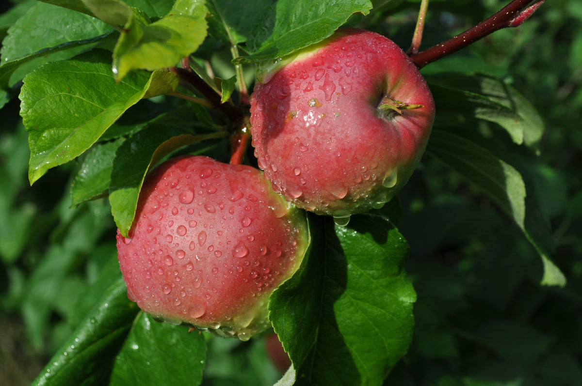 Representative photo of red-striped apples on a light green ground hanging on the tree, not September Ruby itself