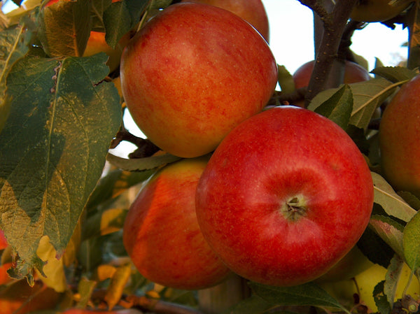 Sweet Sixteen Apple (Spring 2027)