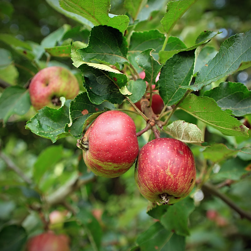 Apples