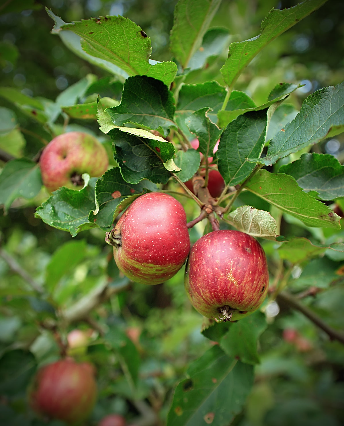 Representative photo of red-striped apples on the tree, not Baldwin itself