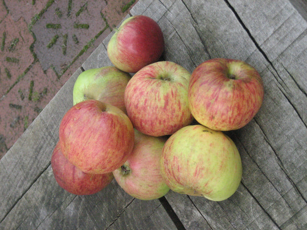 Spokane Beauty Apple (Spring 2027)