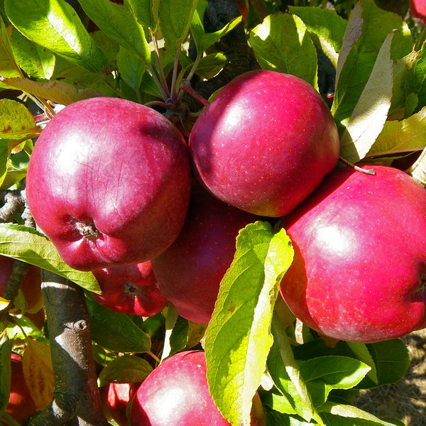 Representative photo of large red apples on the tree, not Redstar itself