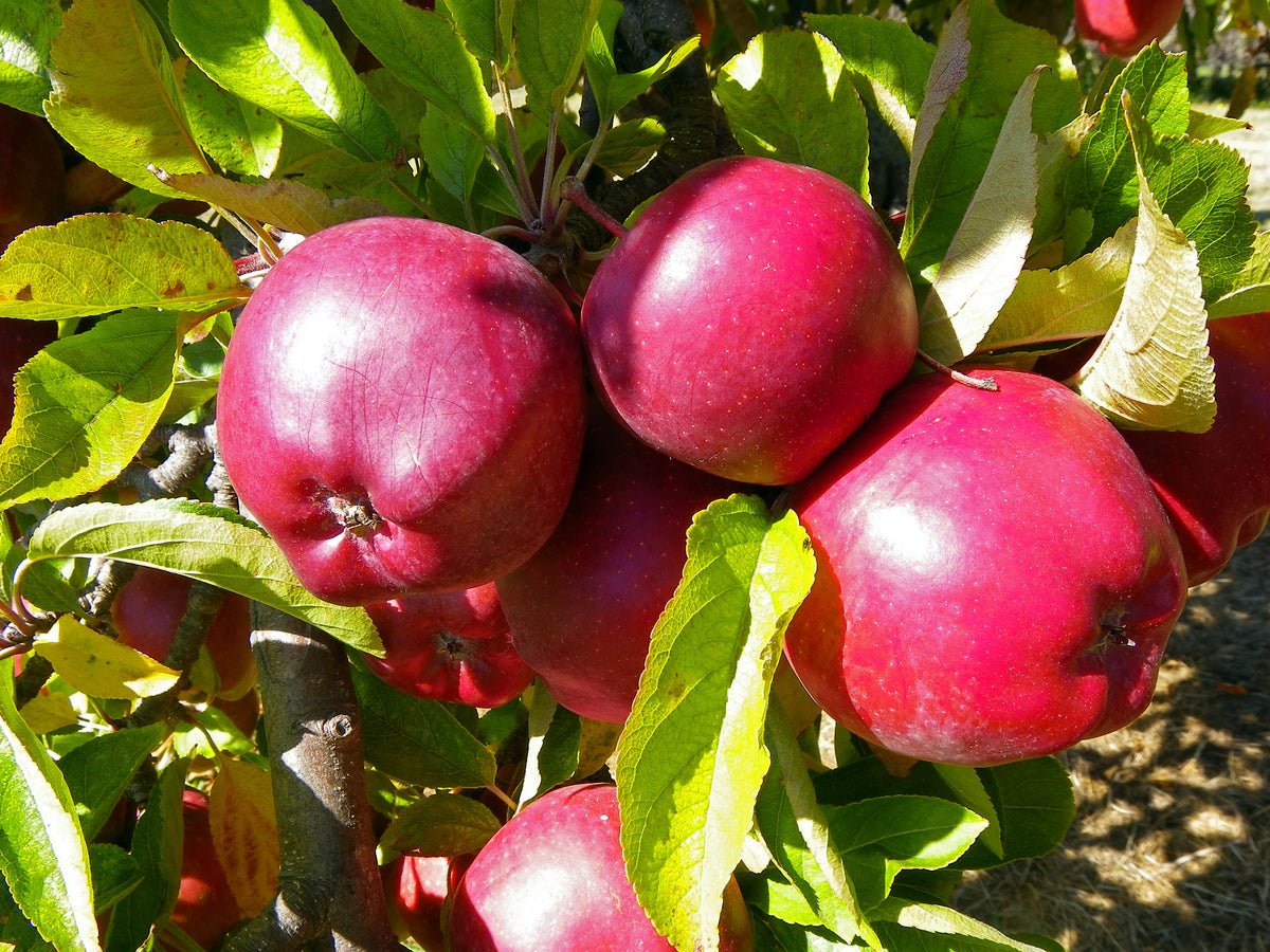 Representative photo of large red apples on the tree, not Redstar itself