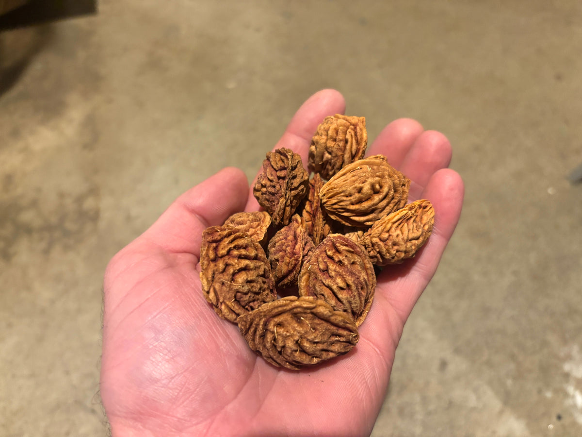 Redstar peach seeds ready for stratification