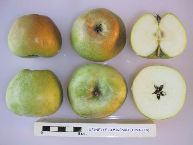 Reinette Simirenko apple whole and cross-sectioned