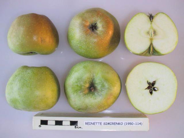 Reinette Simirenko Apple