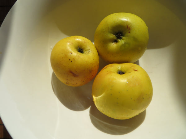 Reinette Simirenko Apple (Spring 2027)