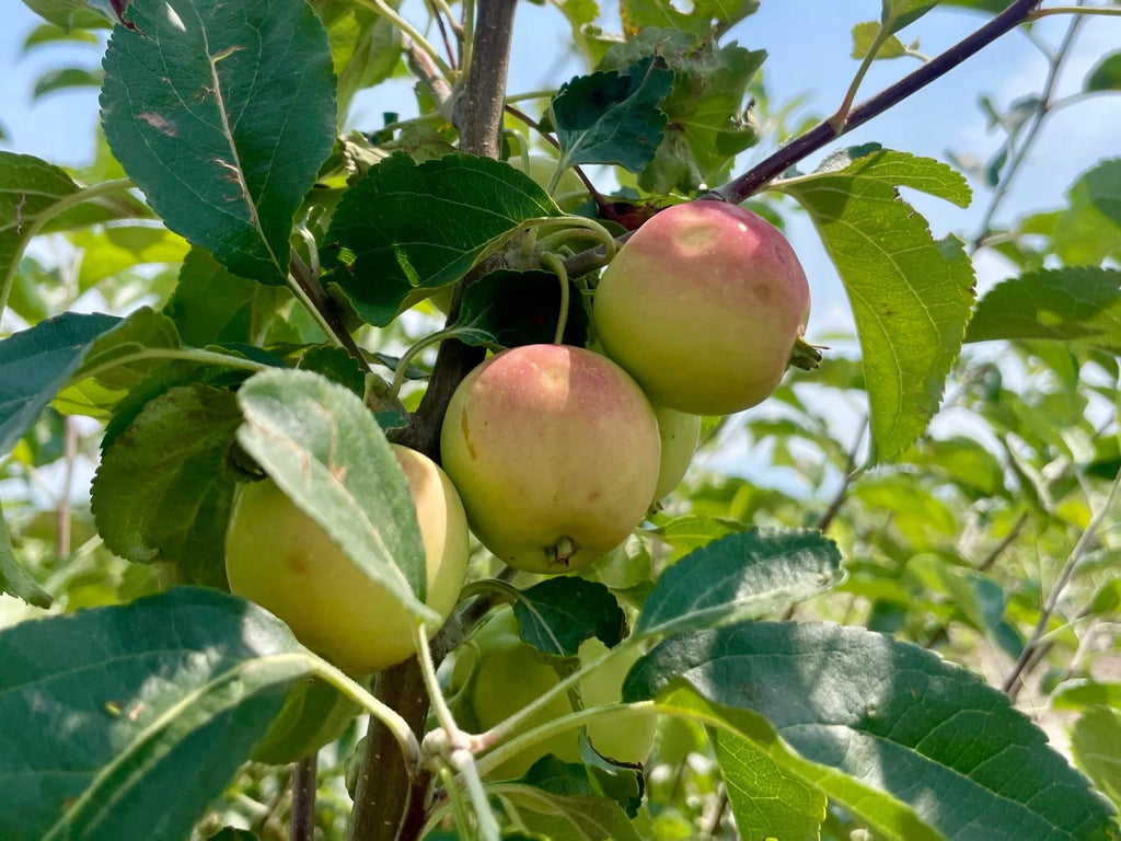Rescue applecrabs ripening on the branch