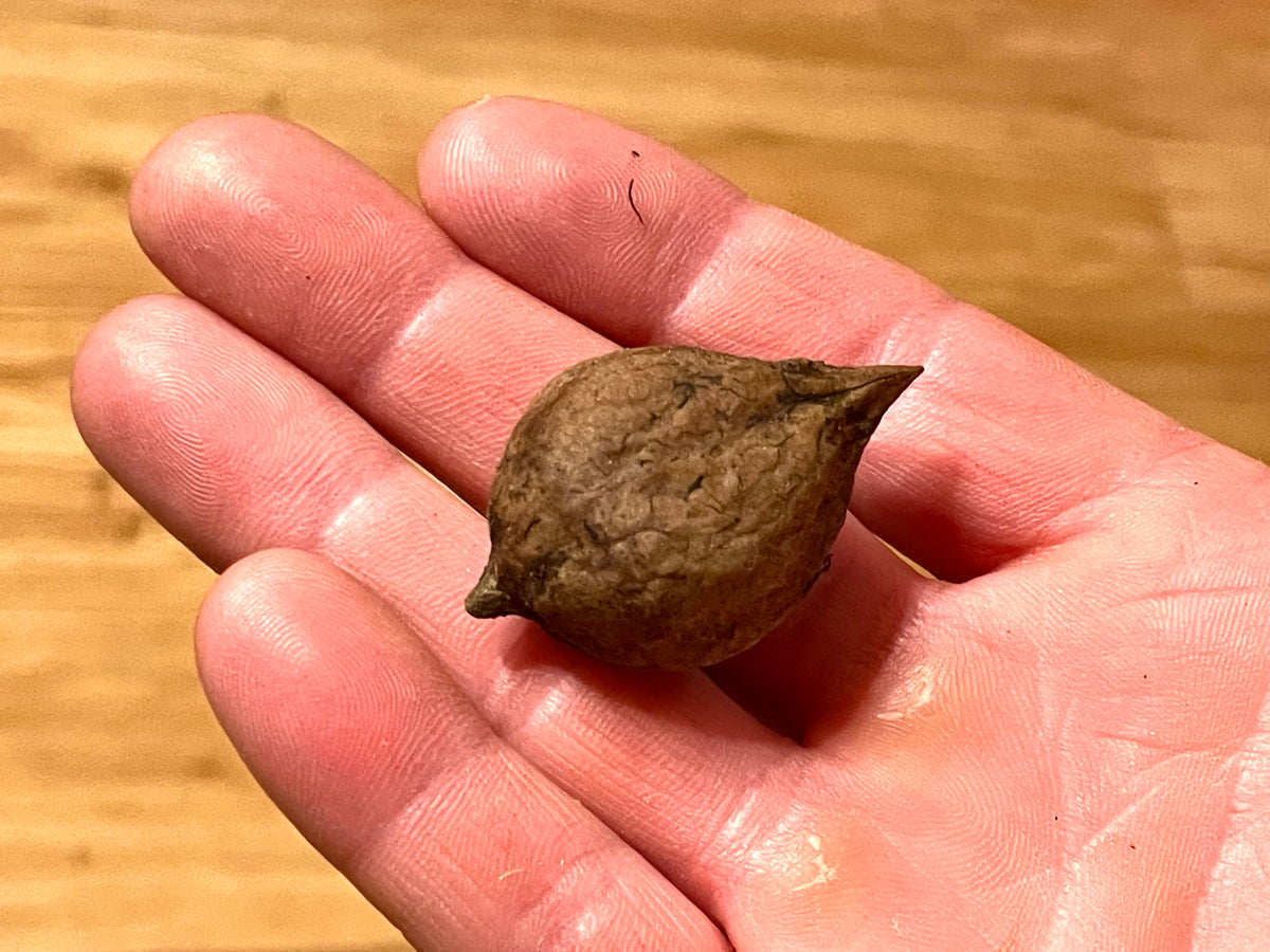 A Rhodes heartnut seedling nut in hand, showing its heart shape