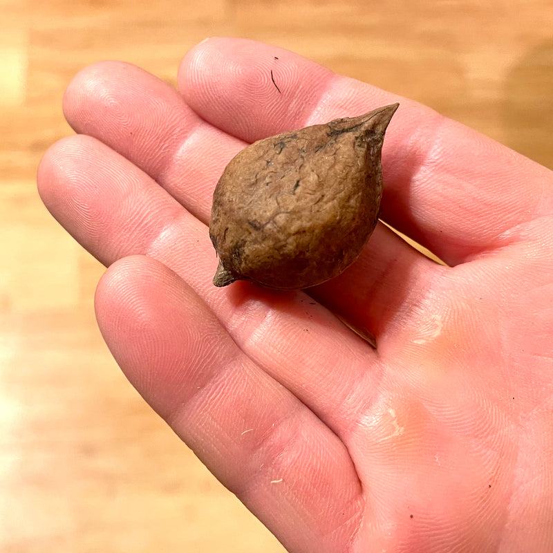 Rhodes Heartnut Seedling (Bundle of 2)
