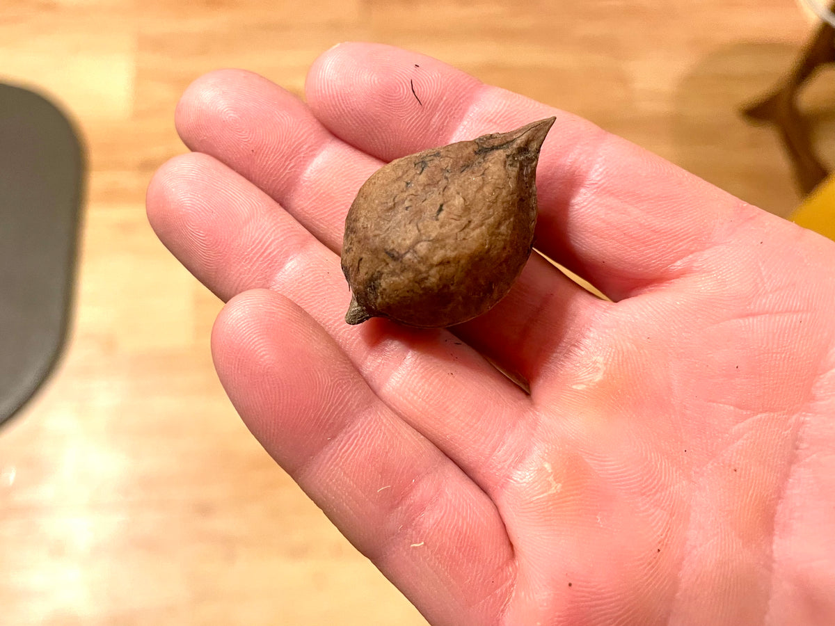 A Rhodes heartnut seedling nut held in the palm