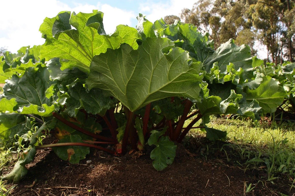 A mature rhubarb plant growing in the garden