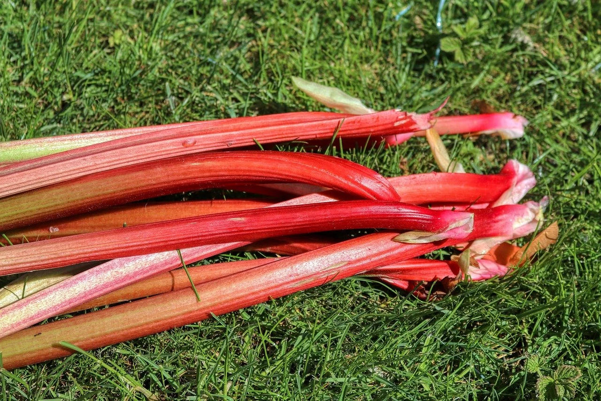 A bundle of freshly cut red rhubarb stalks