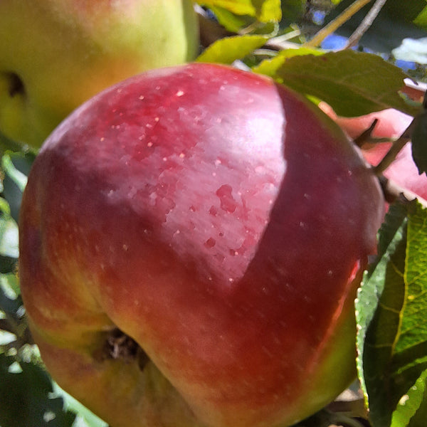 Representative photo of a large red apple on the tree, not Rhuby itself