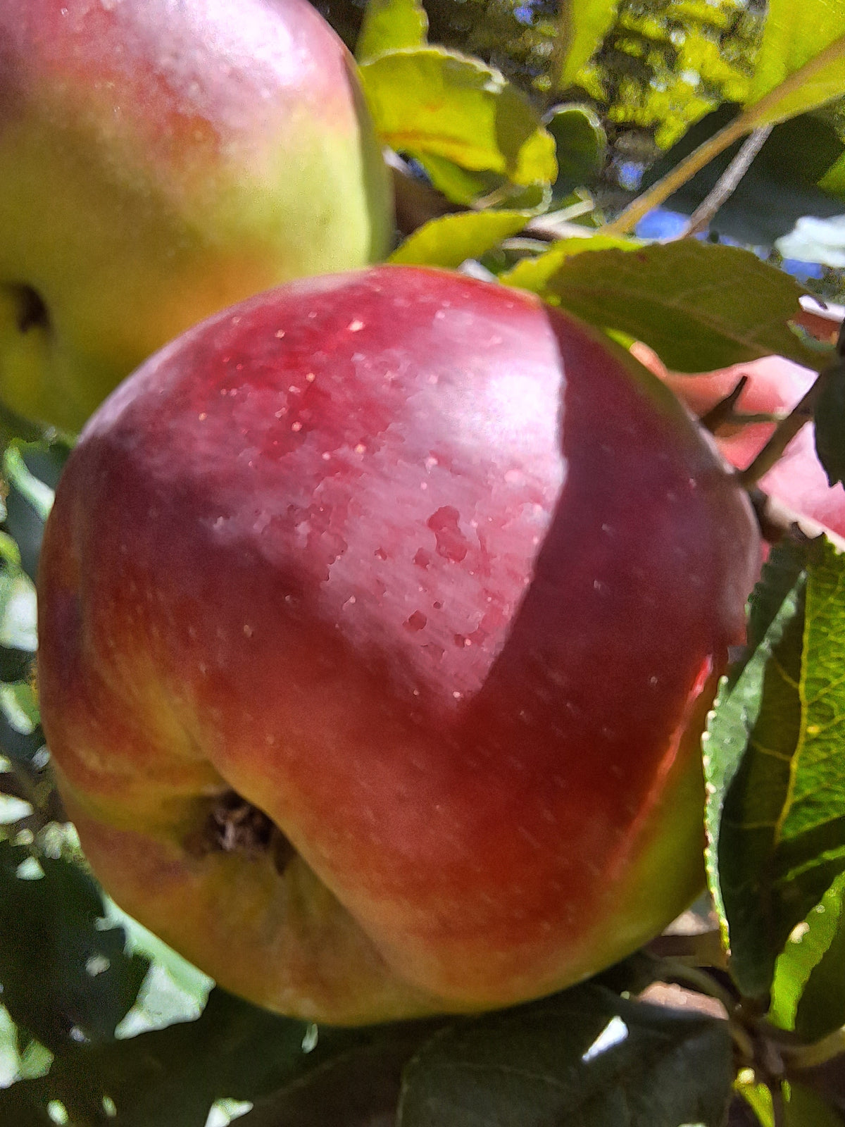 Representative photo of a large red apple on the tree, not Rhuby itself