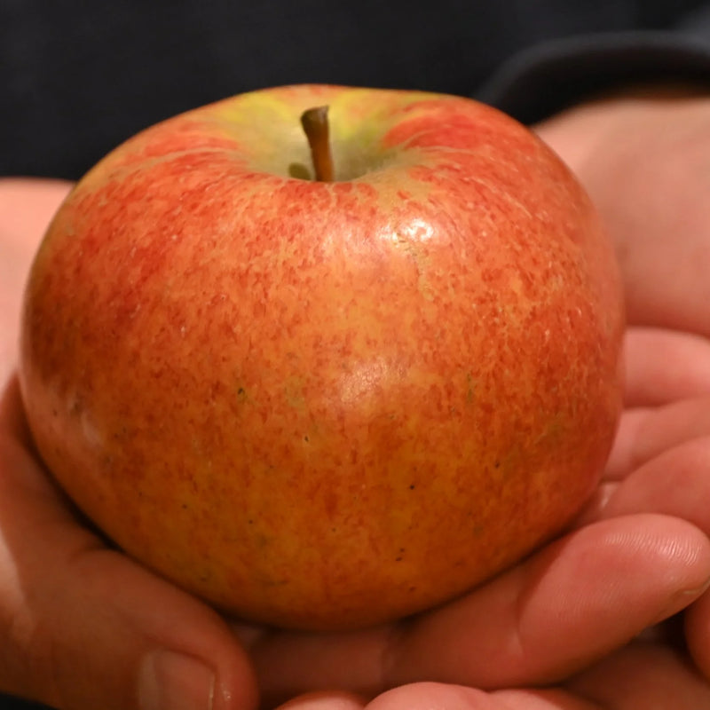 Triploid Apple Trees