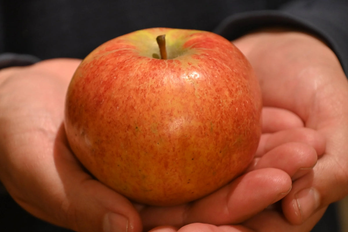 A Ribston Pippin cider apple held in two hands
