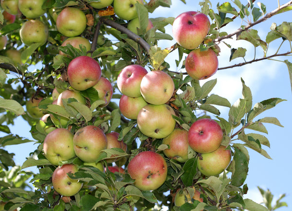 Wise Monkey Apple (Spring 2027)