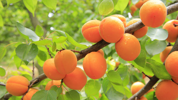 Tomcot Apricot (Spring 2027)
