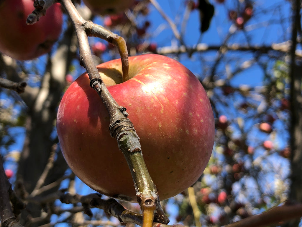 Representative photo of a ripe red-striped apple on the tree, not Nova Easygro itself