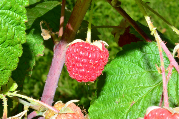 Nova Raspberry (Bundle of 5) | Spring 2027