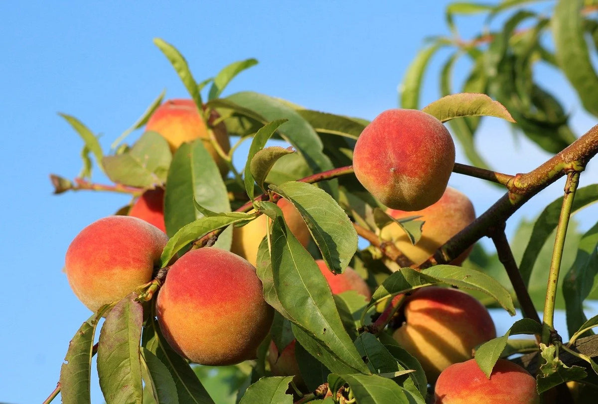 Risingstar peaches ripening on the branch