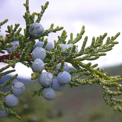 Juniper Tree