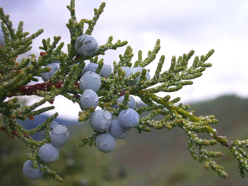 Rocky Mountain Juniper (Bundle of 3)