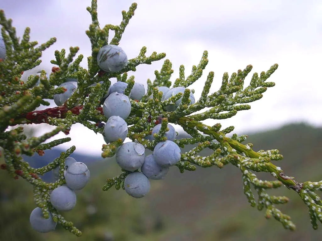 Blue berries on a Rocky Mountain juniper branch
