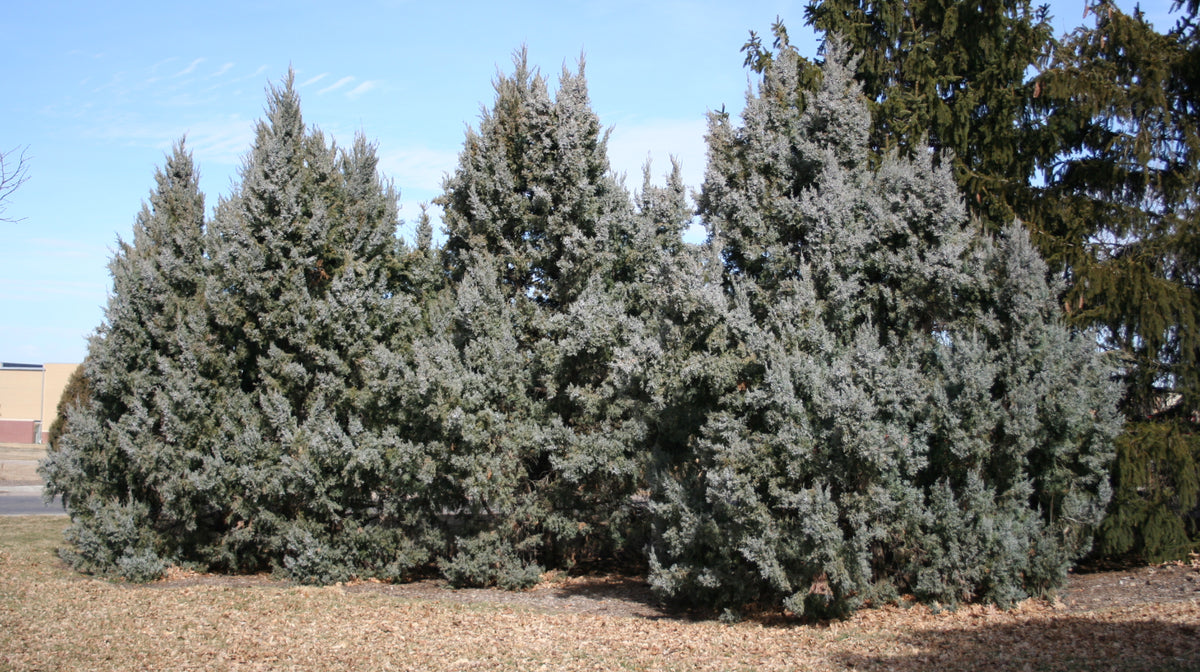 A row of Rocky Mountain junipers in the landscape