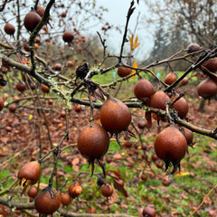 Medlar Tree