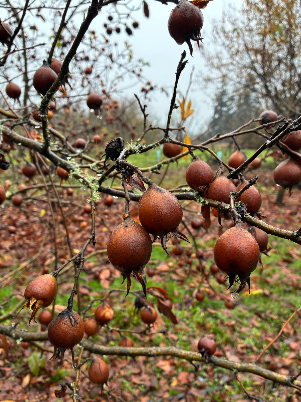 Representative photo of medlars ripening on the tree, not our seedlings themselves