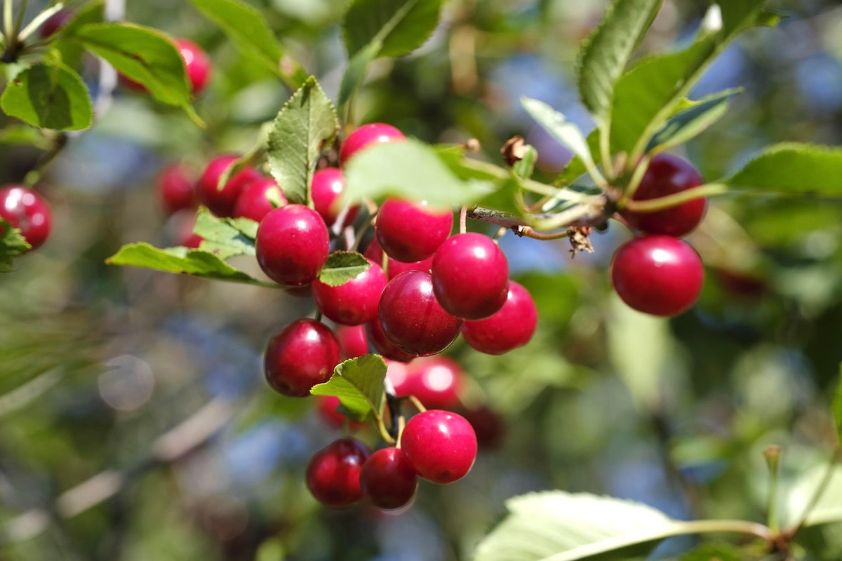 Romeo dwarf cherries ripening on the branch