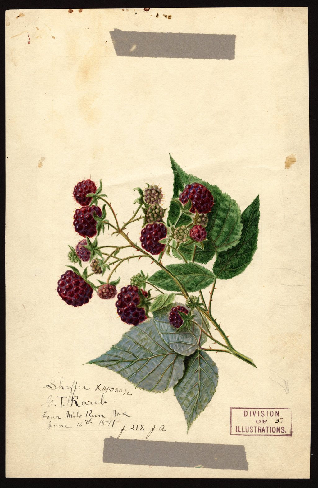 Historic USDA watercolor of purple raspberries, representative of Royalty