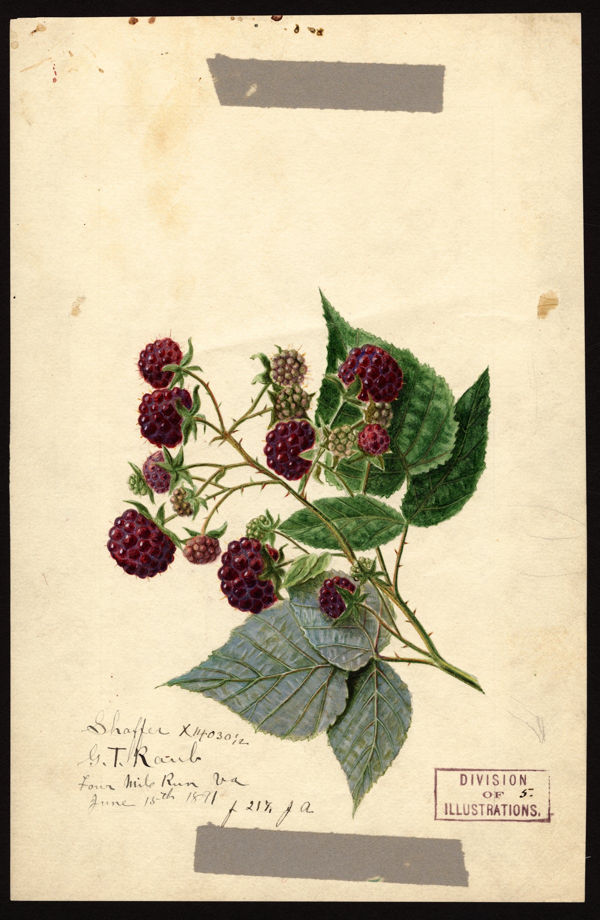Historic USDA watercolor of purple raspberries, representative of Royalty
